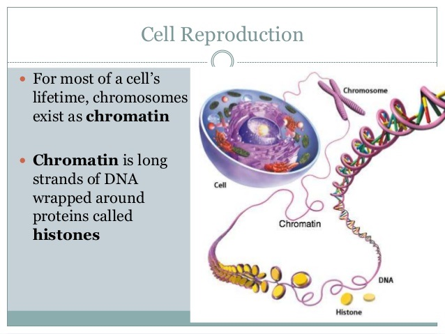 Growth and Cell Reproduction: Cell Reproduction
